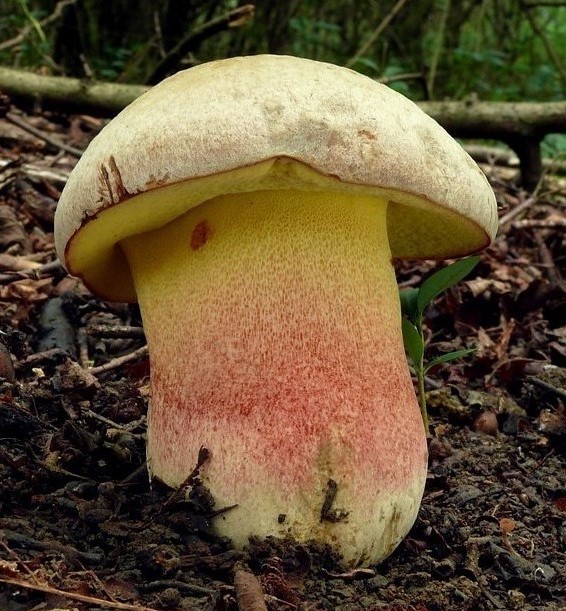 Fechtnerjev maslenec – Butyriboletus fechtneri