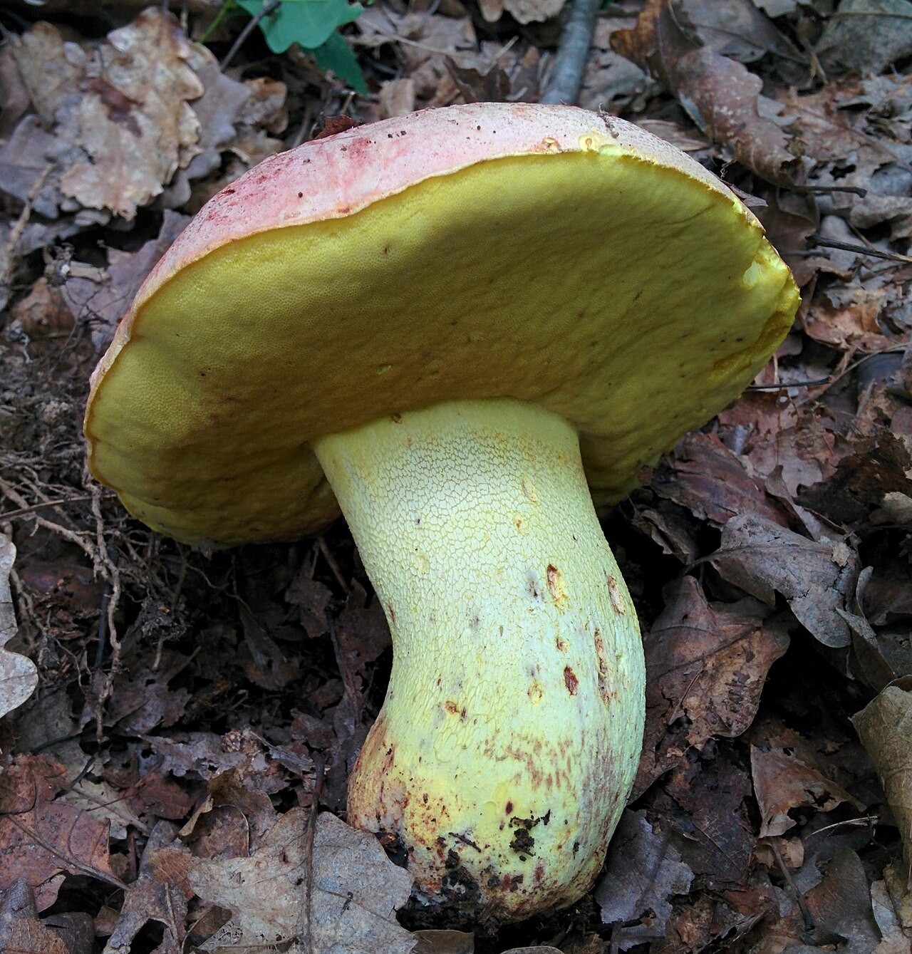 Königsröhrling – Butyriboletus regius