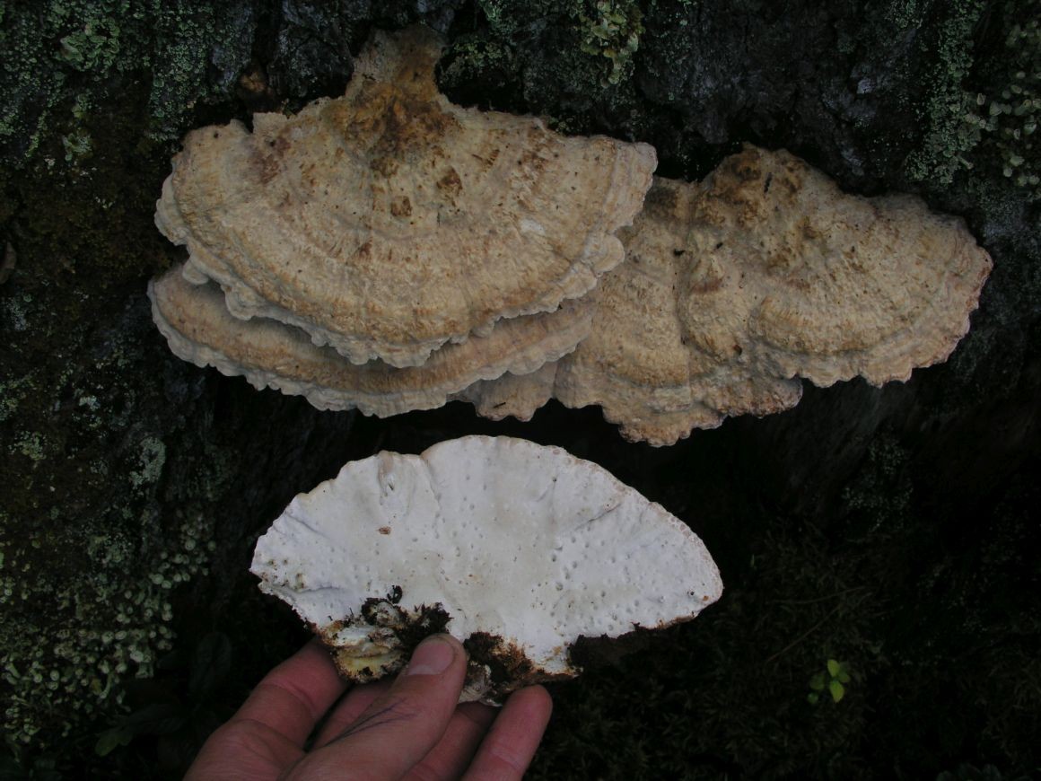Kapljičasta rupičarka – Calcipostia guttulata