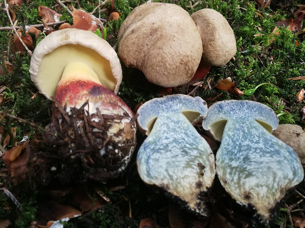 Leponogi goban – Caloboletus calopus