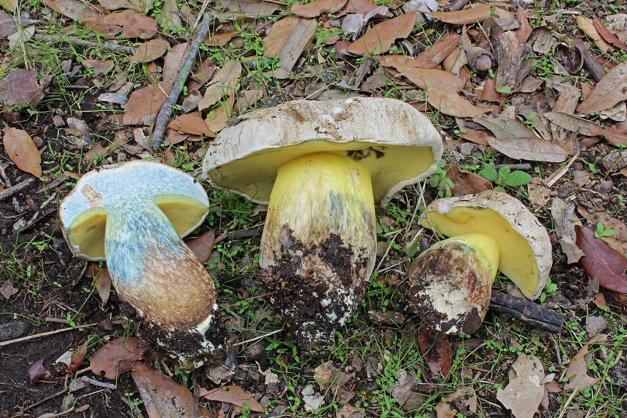 Grenki postavnež – Caloboletus radicans