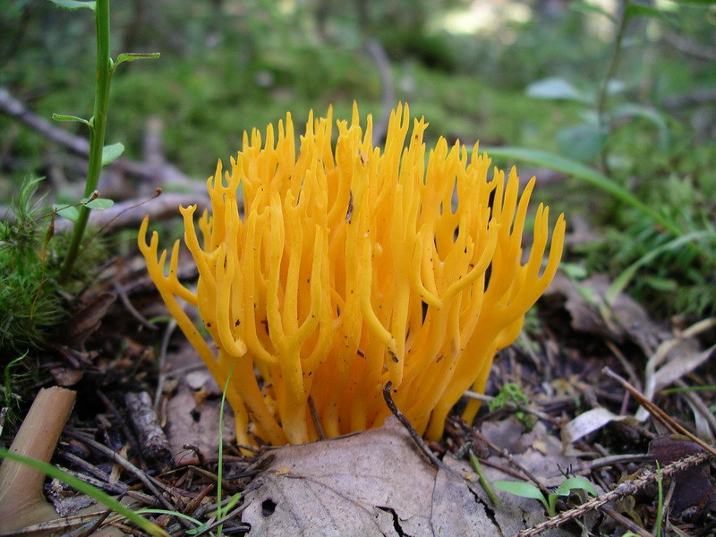 Klebriger Hörnling – Calocera viscosa