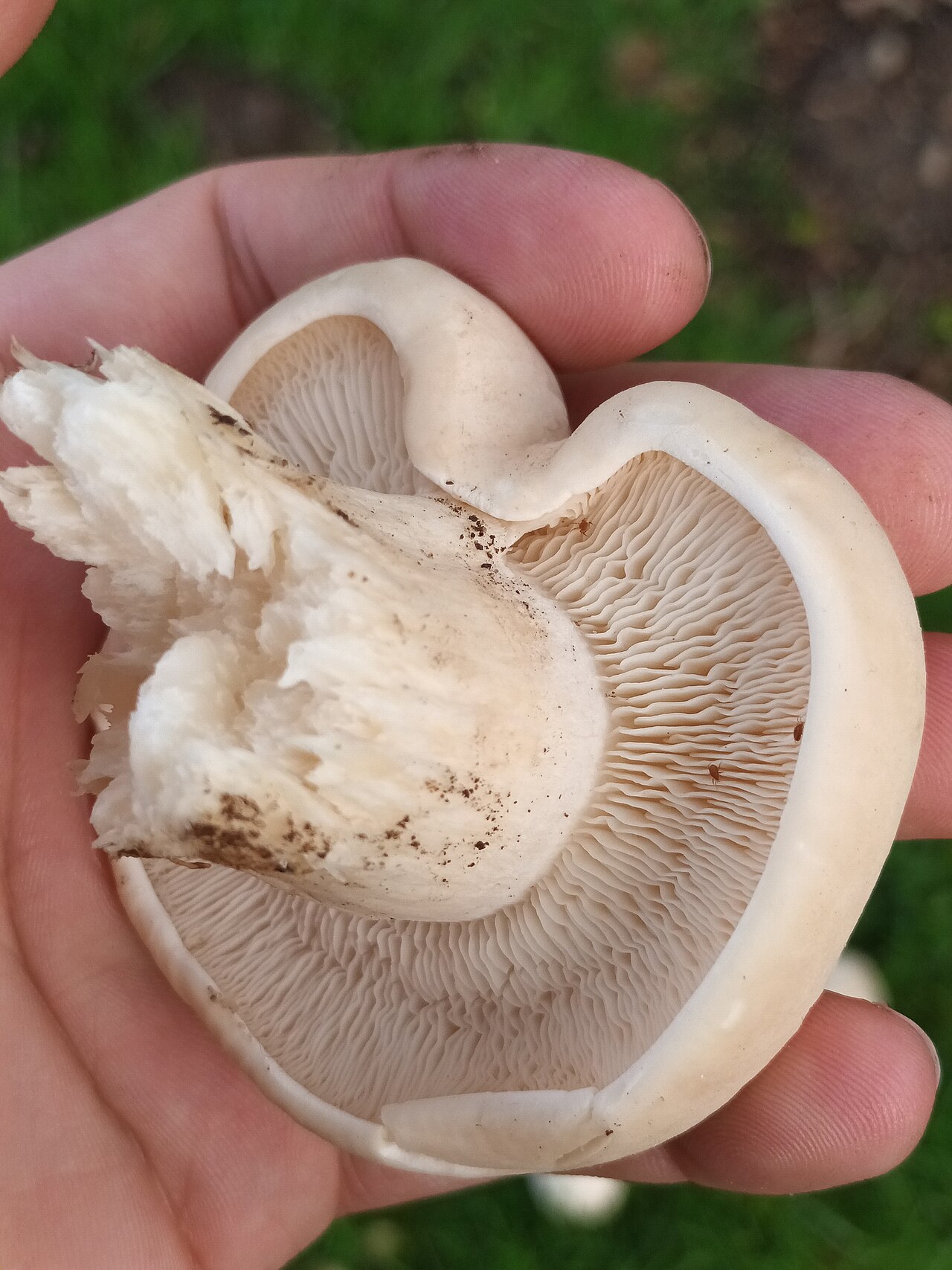 Maipilz – Calocybe gambosa
