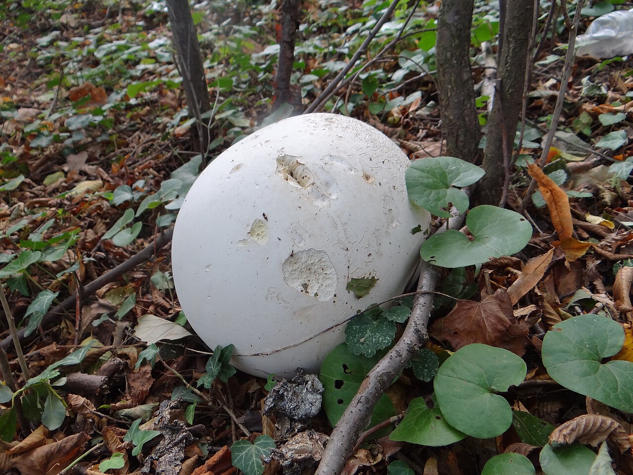 Riesenbovist