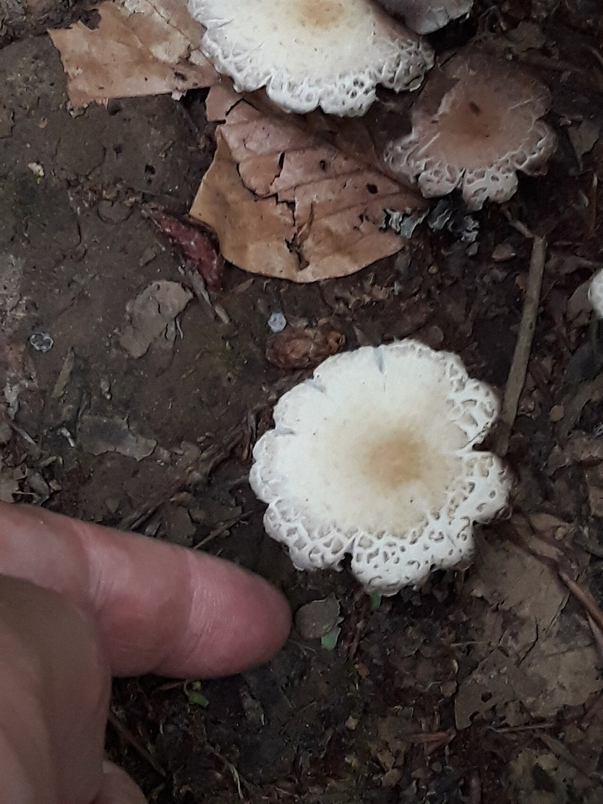 Pale brittlestem – Candolleomyces candolleanus