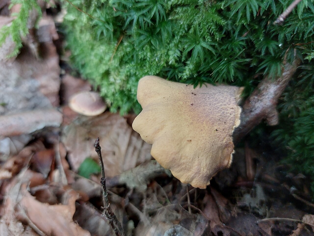 Luskata lisička – Cantharellus amethysteus
