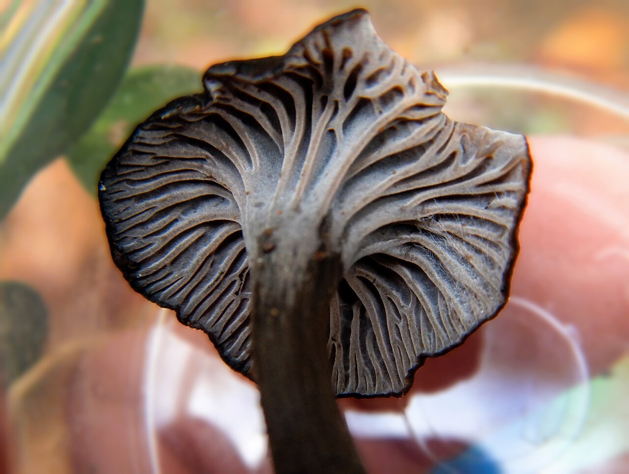 Siva lisička – Cantharellus cinereus
