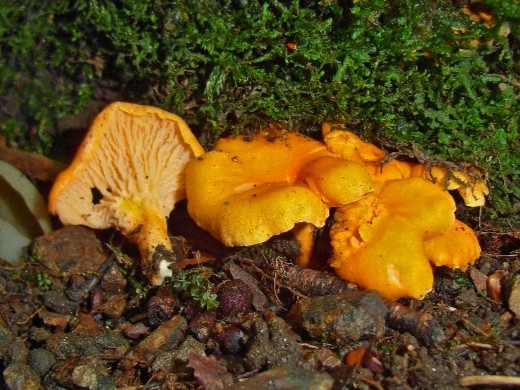 Žametna lisička – Cantharellus friesii