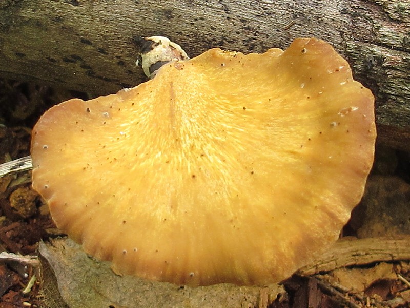 Crnonoga rupičarka – Cerioporus leptocephalus