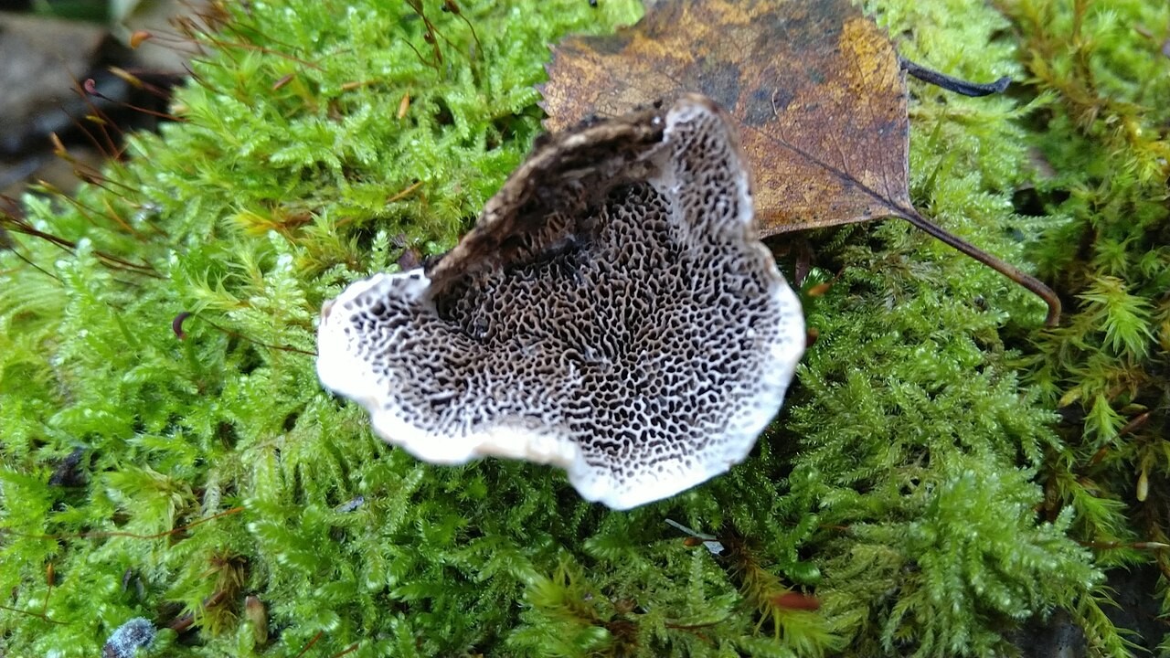 Weicher Porling – Cerioporus mollis