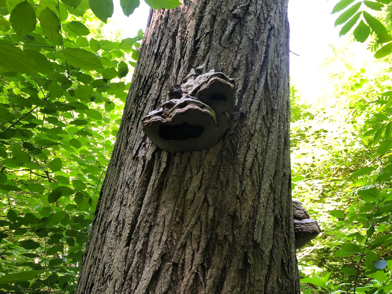 Ljuskavi rupičar – Cerioporus squamosus