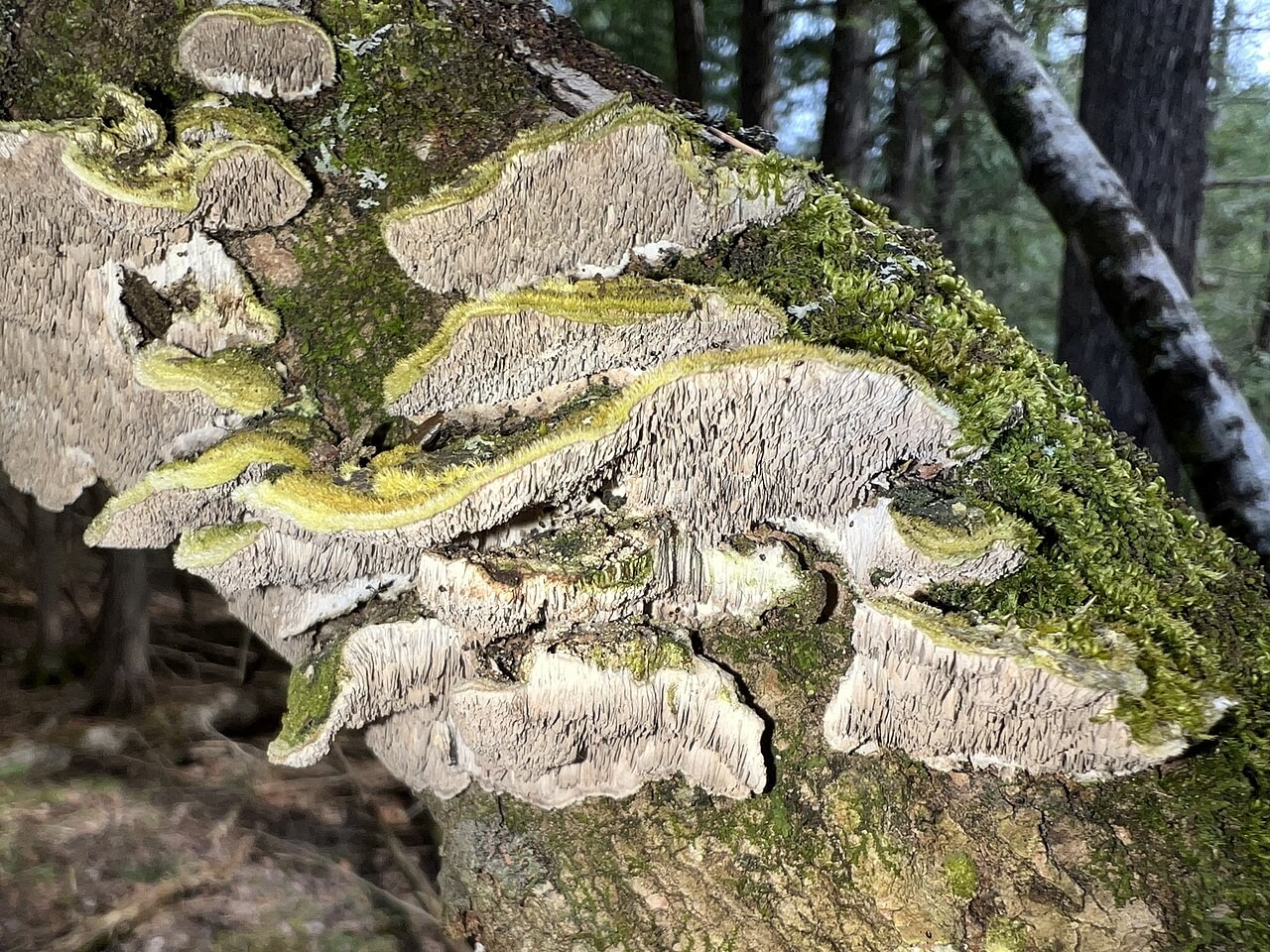 Mossy maze polypore – Cerrena unicolor