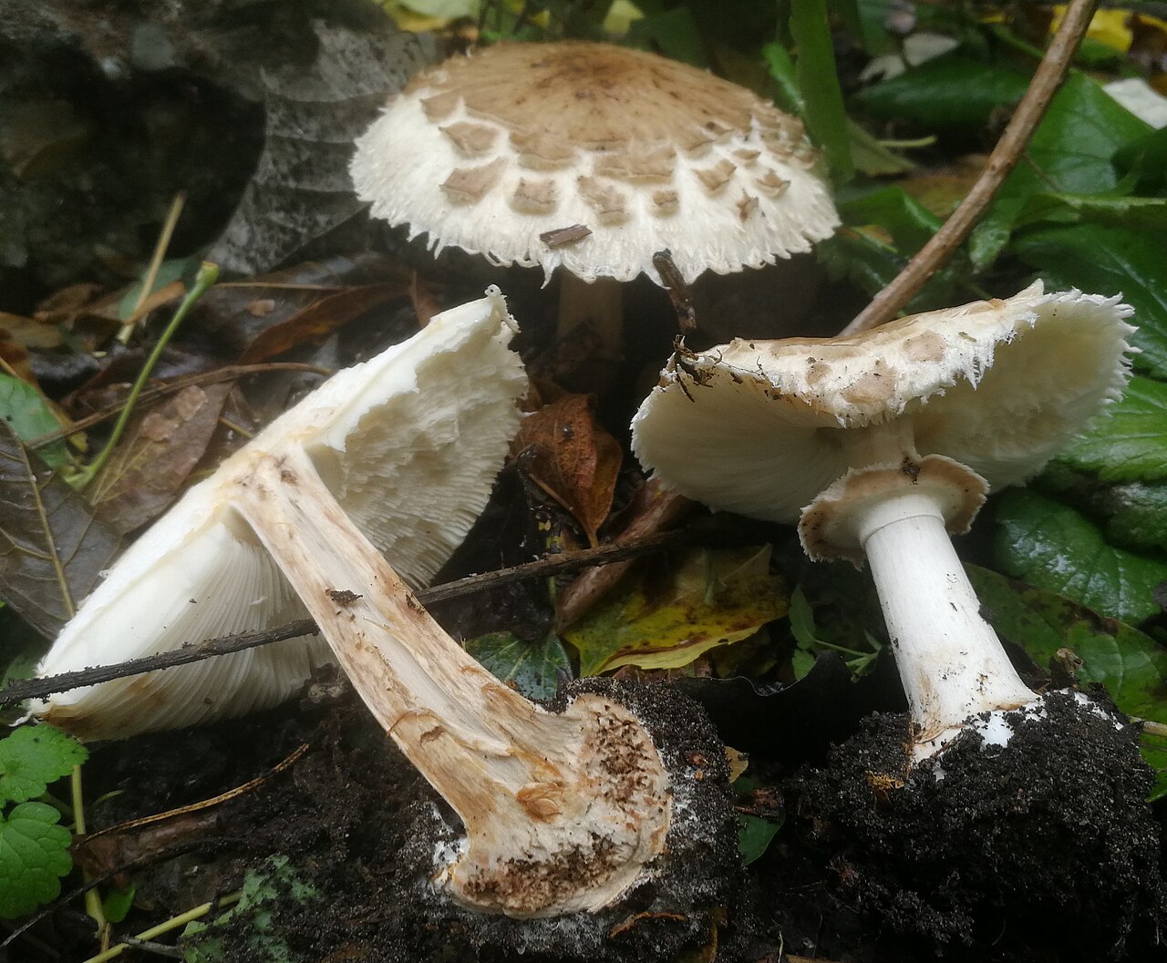 Garten-Safranschirmling