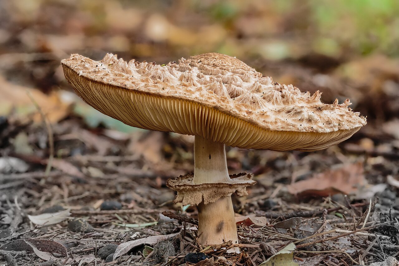 Kuštrava sunčanica – Chlorophyllum rhacodes