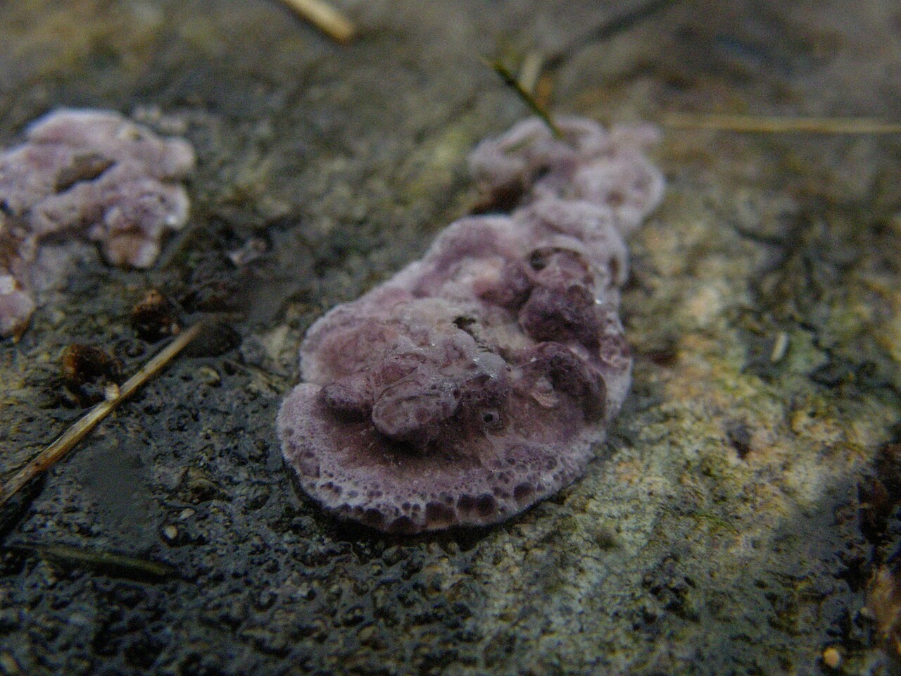 Ljubičasta slojevka – Chondrostereum purpureum