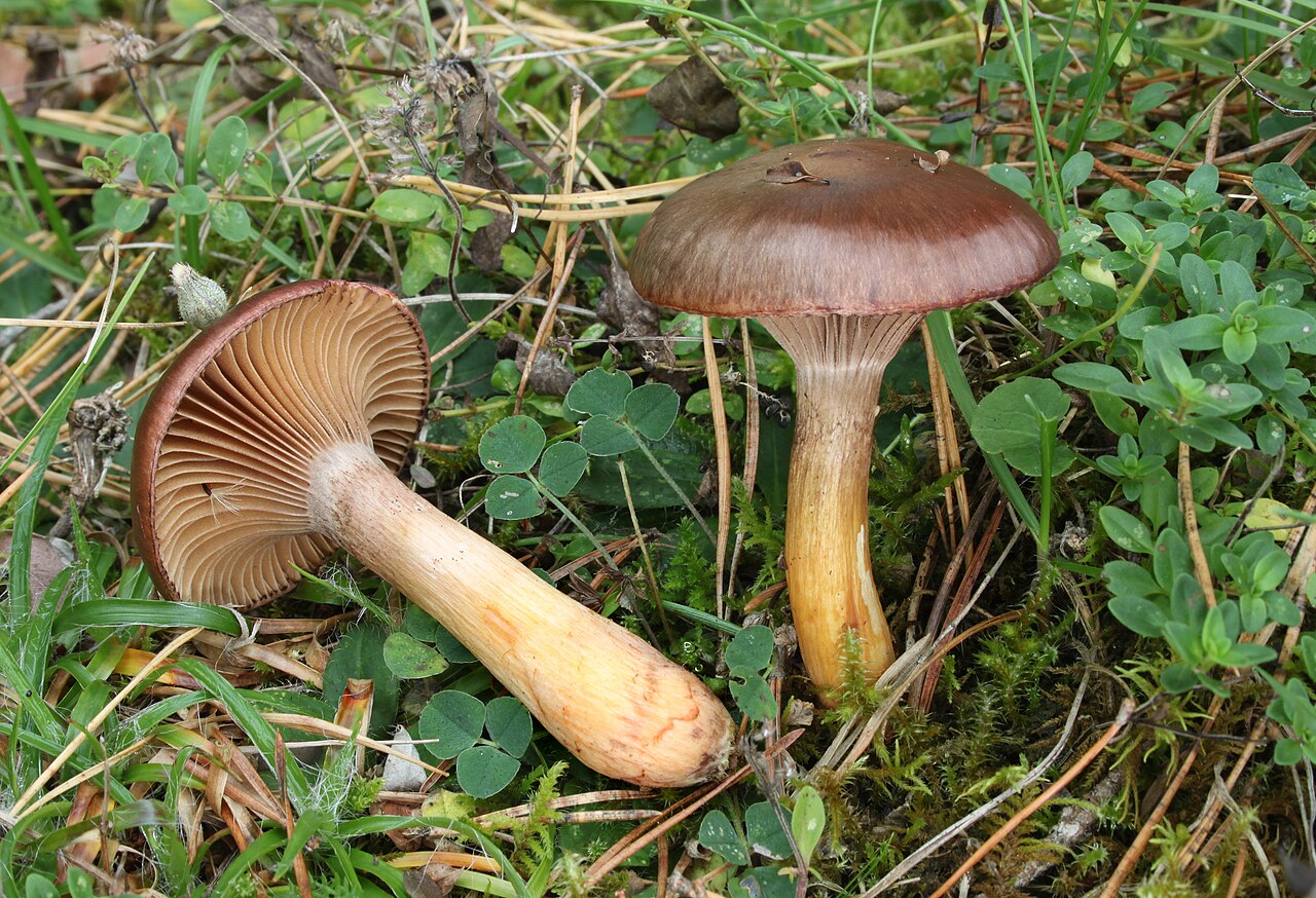 Copper spike – Chroogomphus rutilus
