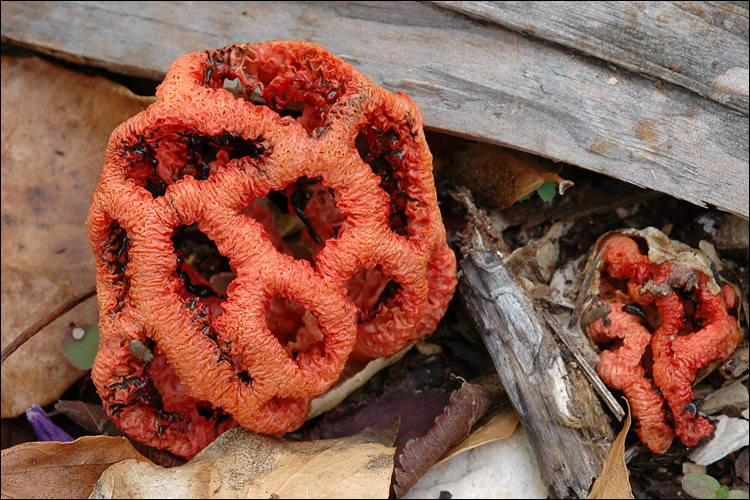 Crvena rešetarka – Clathrus ruber