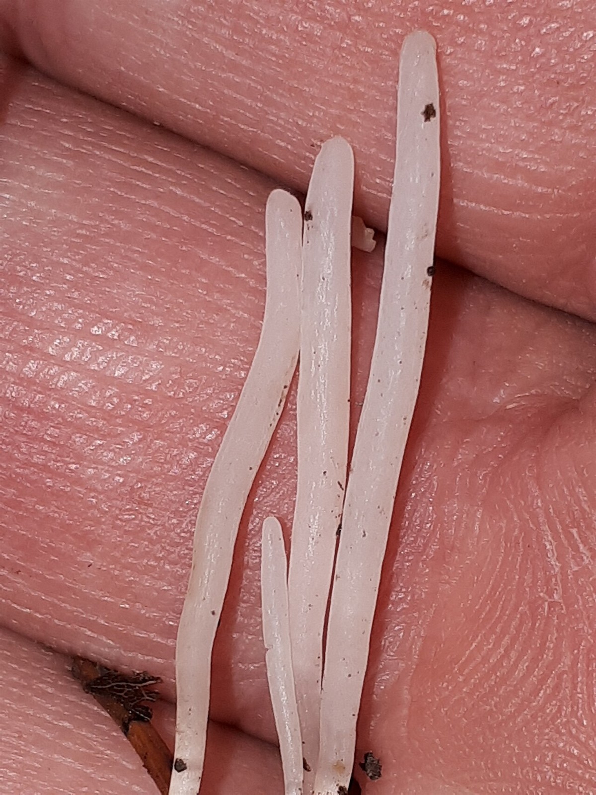 Spitze Keule – Clavaria acuta