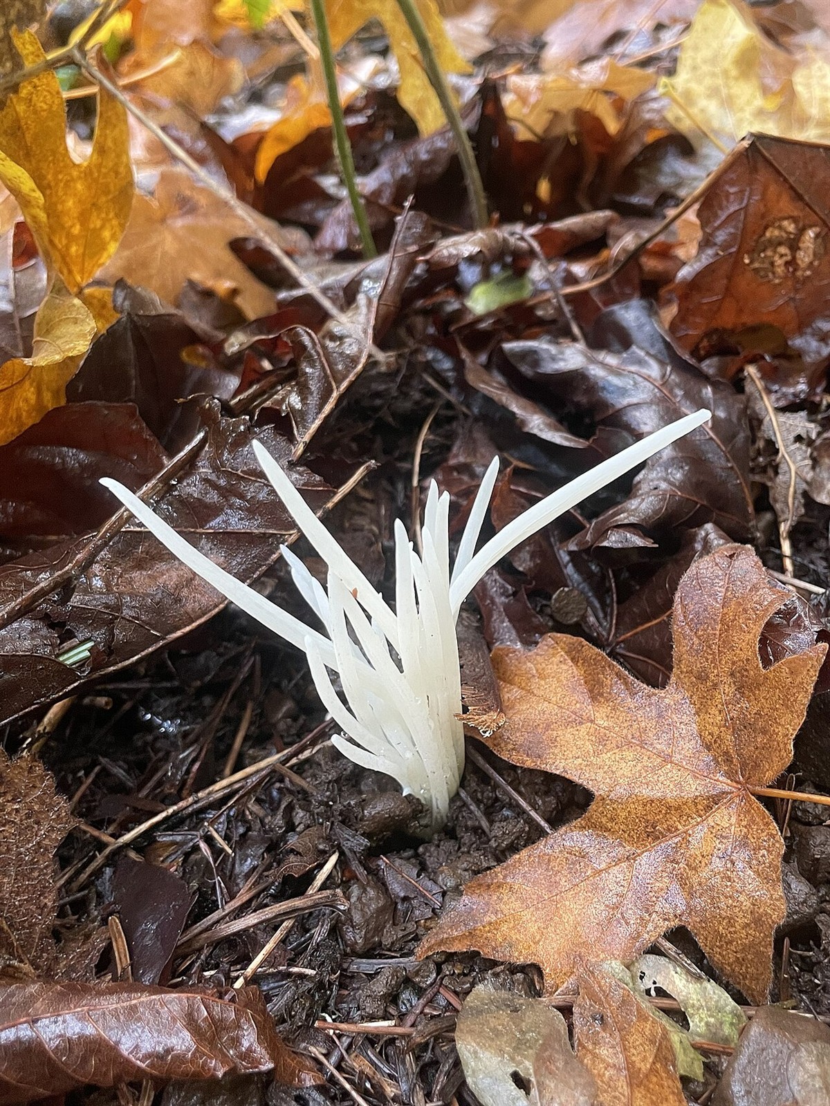 White spindles – Clavaria fragilis