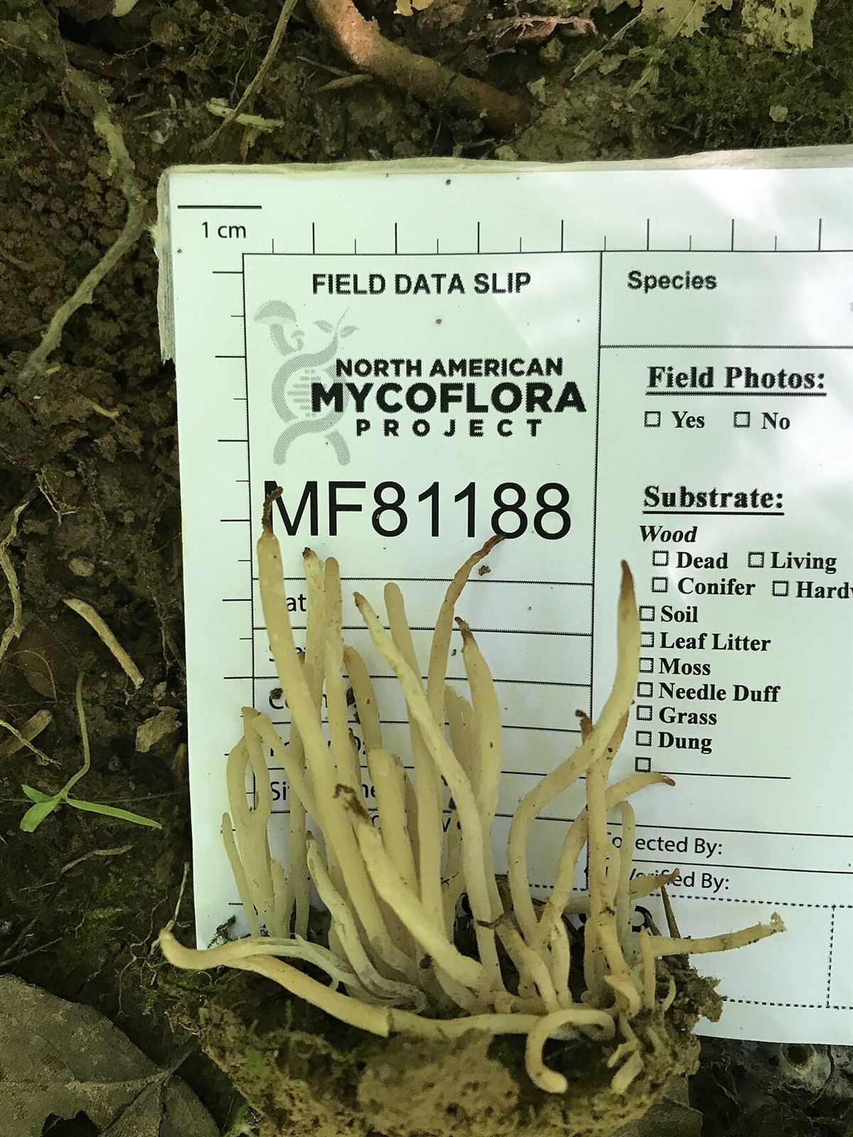 Dimasta kijača – Clavaria fumosa