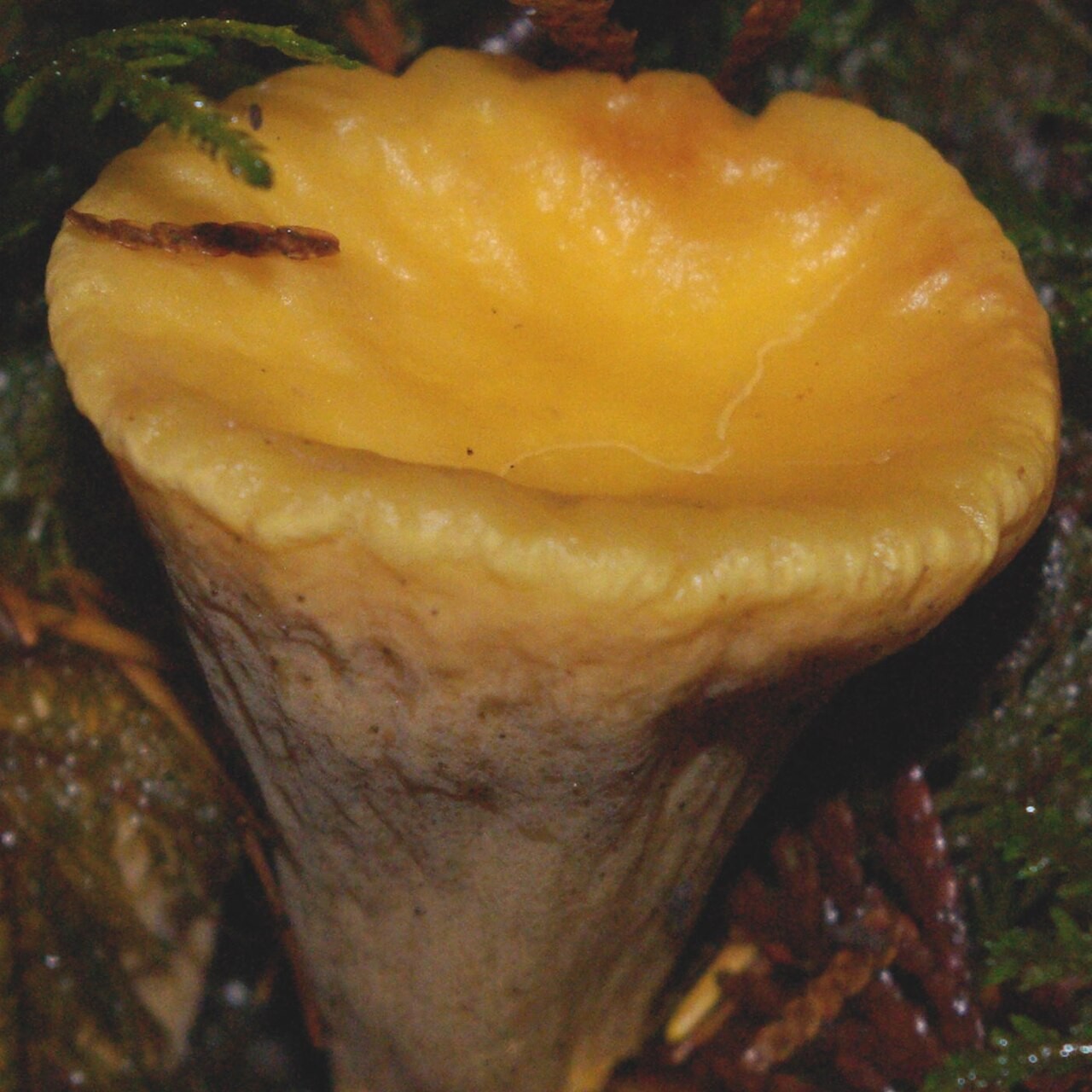 Odrezani batić – Clavariadelphus truncatus