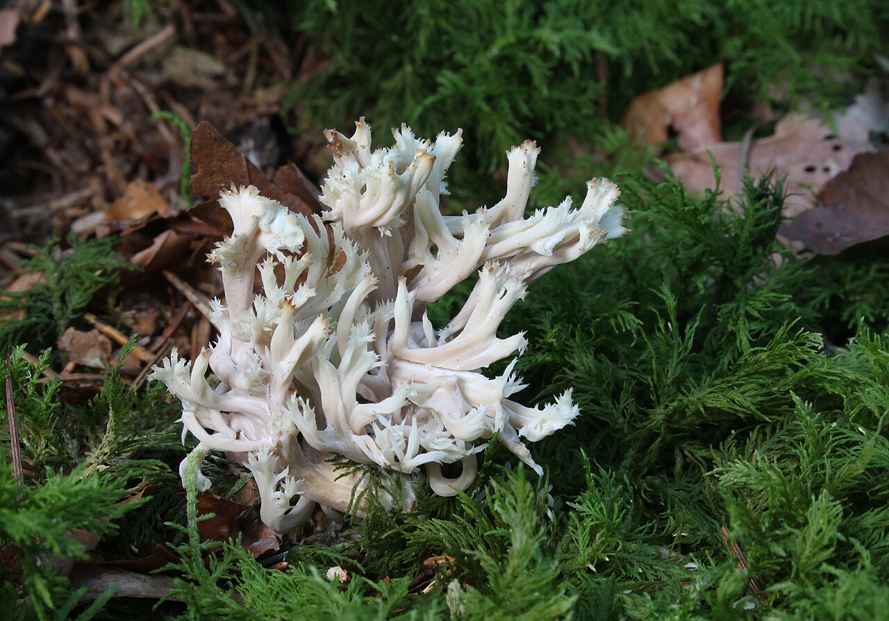 Koralasta grivača – Clavulina coralloides