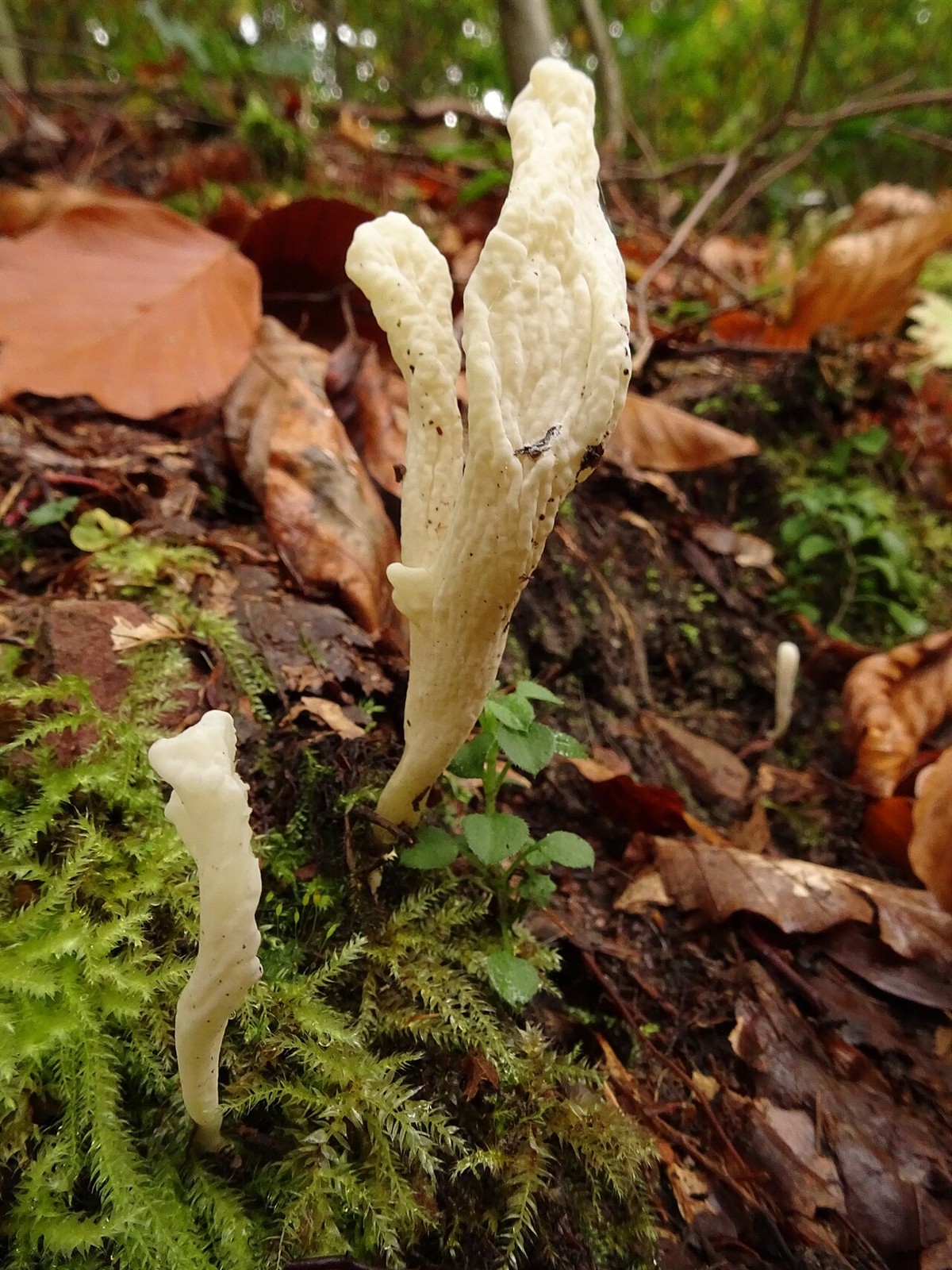 Brazdasta grivača – Clavulina rugosa