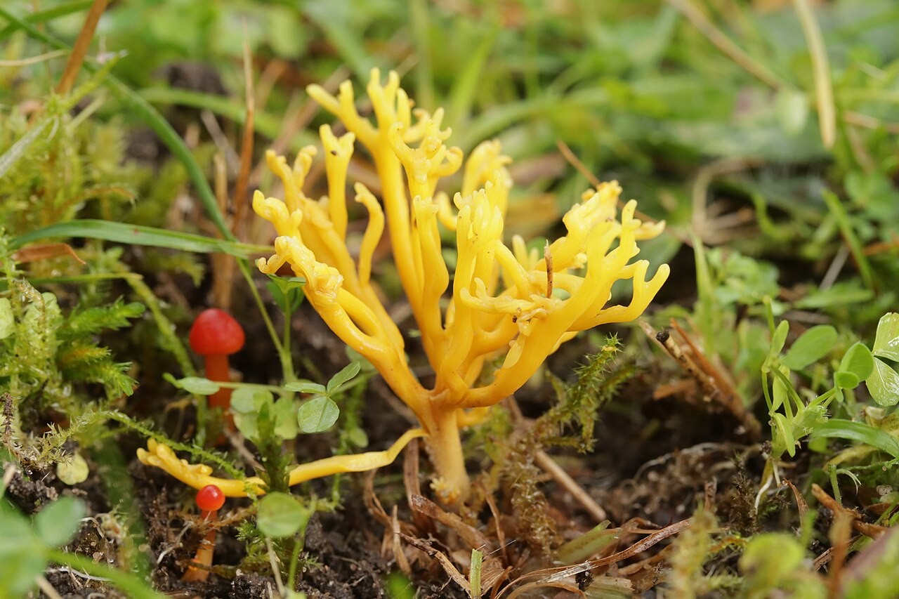 Rogata grivuša – Clavulinopsis corniculata
