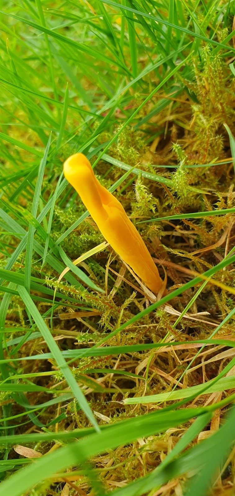 Rumena grivuša – Clavulinopsis helvola