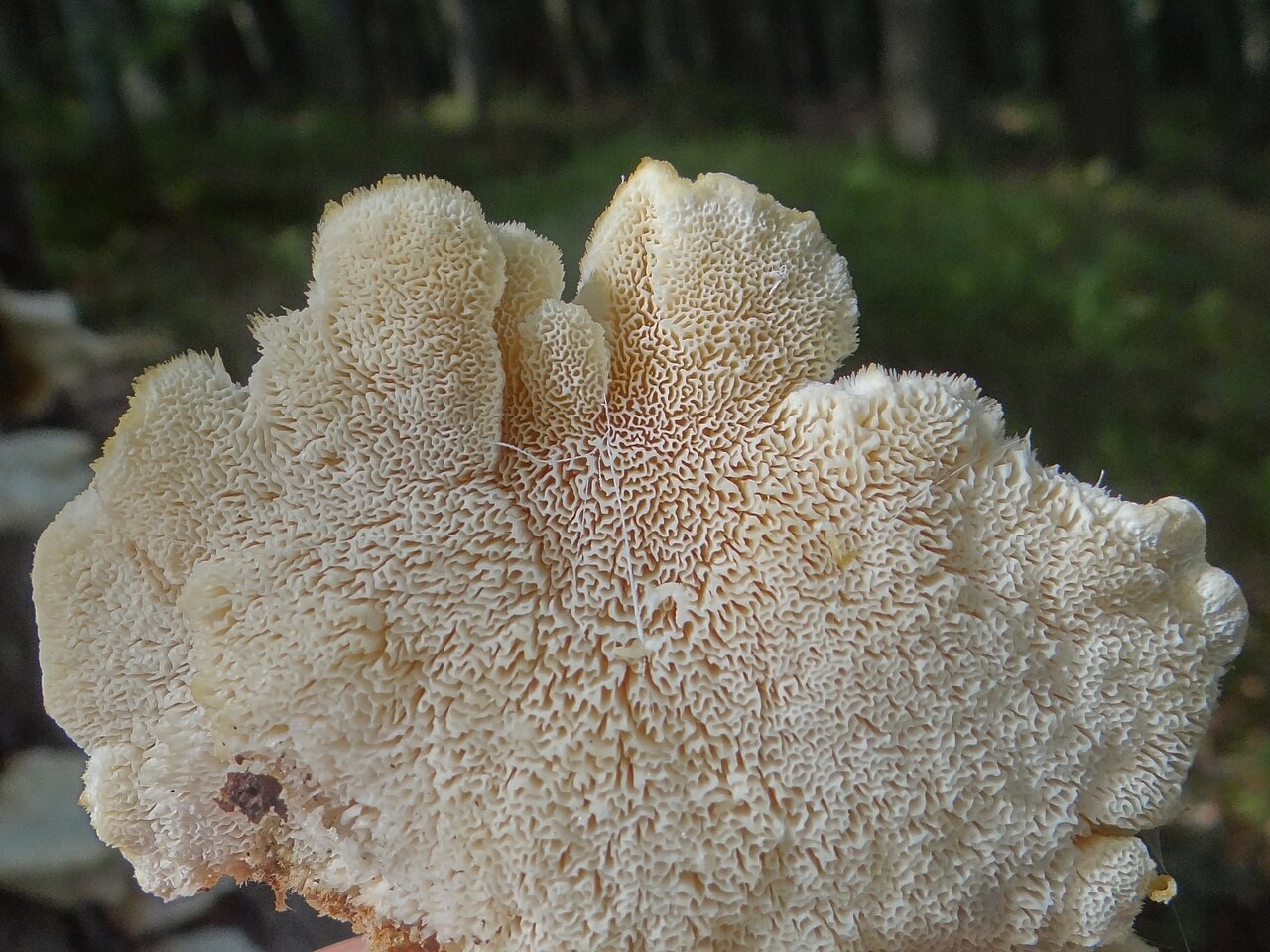Nördlicher Schwammporling – Climacocystis borealis