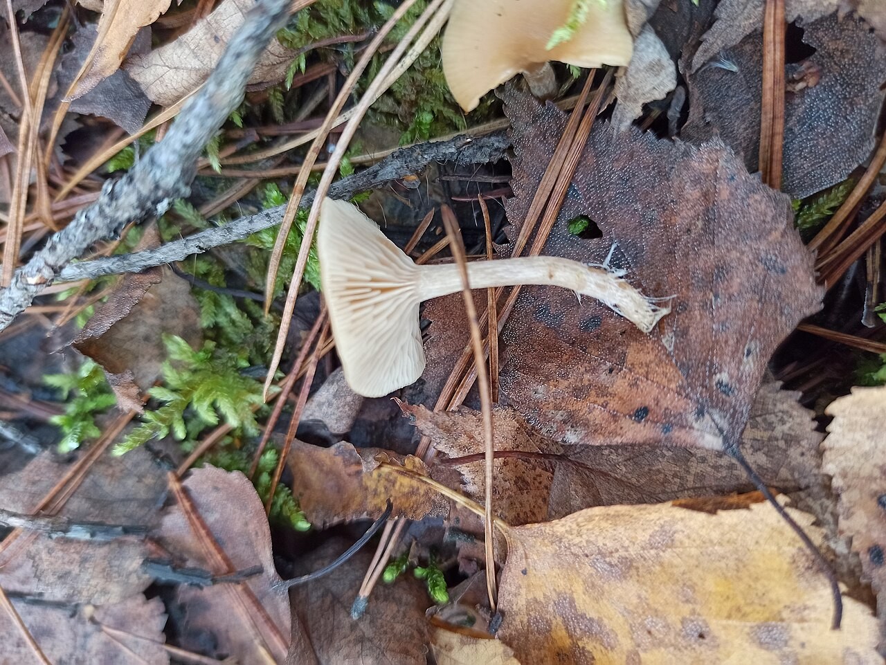 Vonjava livka – Clitocybe fragrans