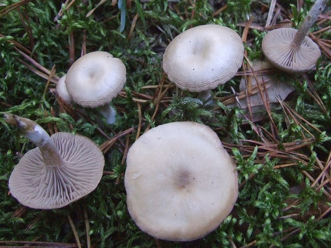 Siveća grlašica – Clitocybe metachroa