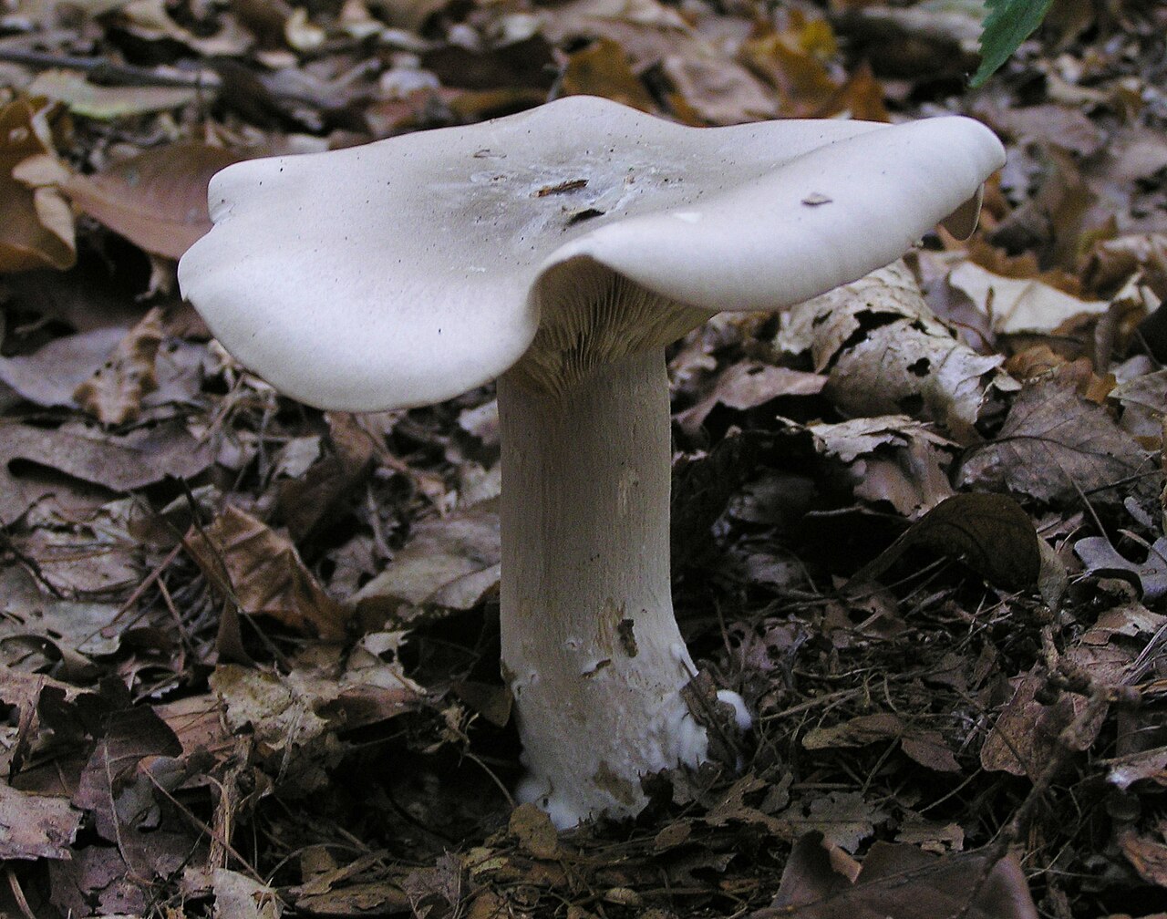 Meglenka – Clitocybe nebularis