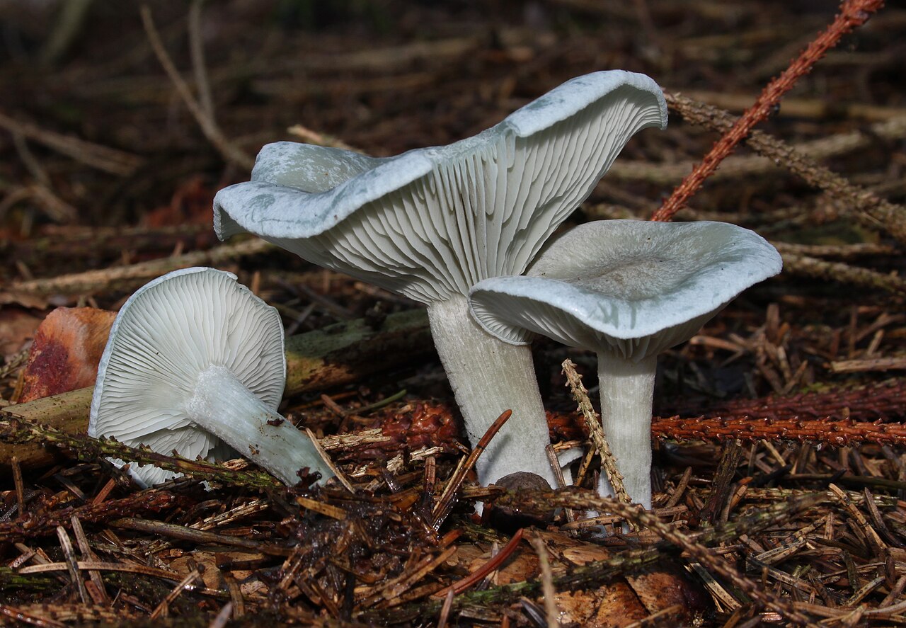Anisna grlašica – Clitocybe odora