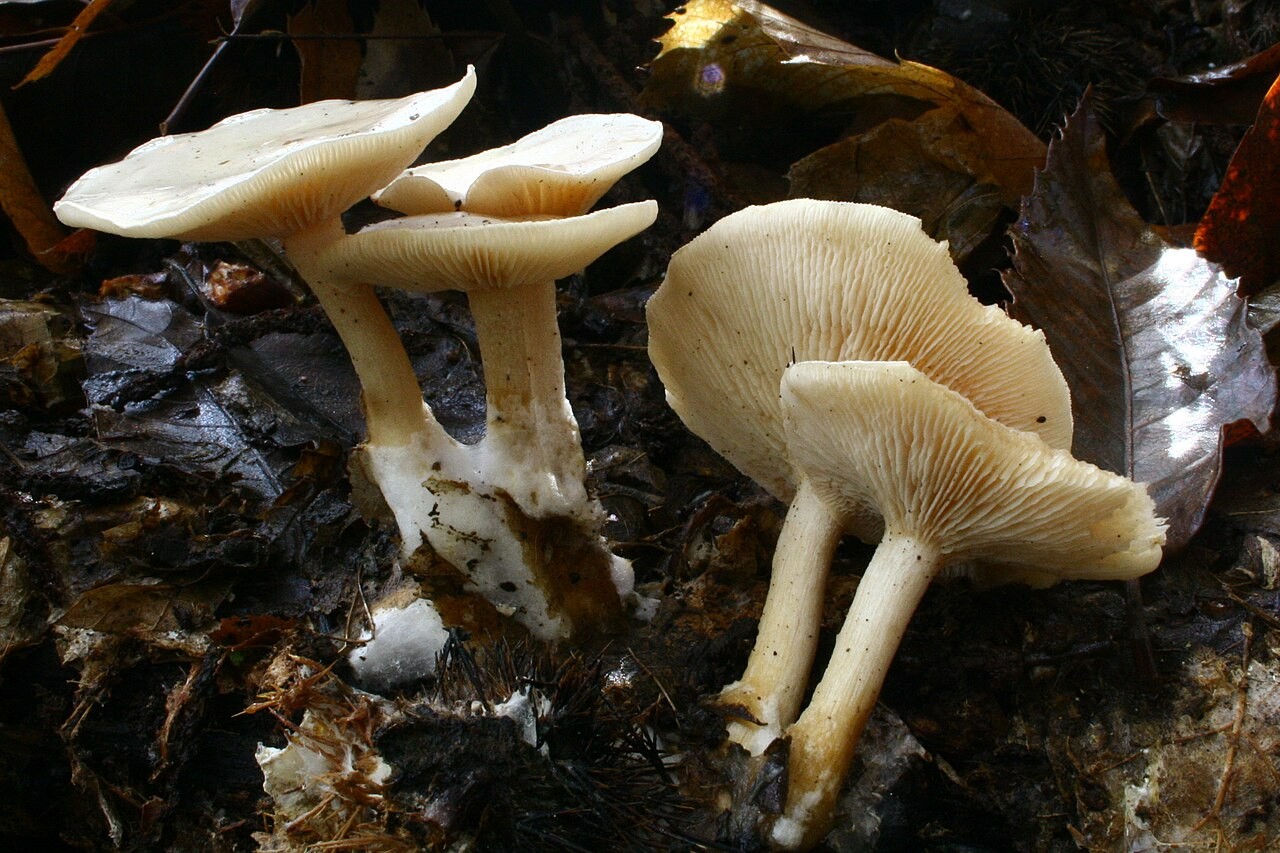 Frosted funnel – Clitocybe phyllophila