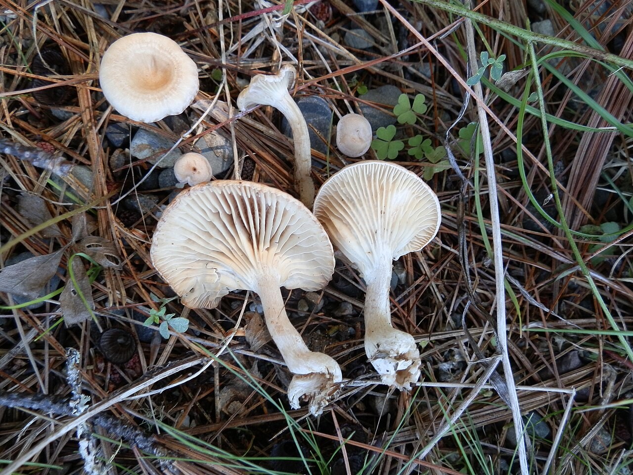 Fool's funnel – Clitocybe rivulosa