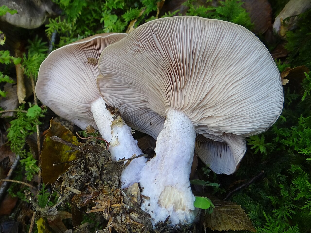 Alexanders Trichterling – Clitopaxillus alexandri