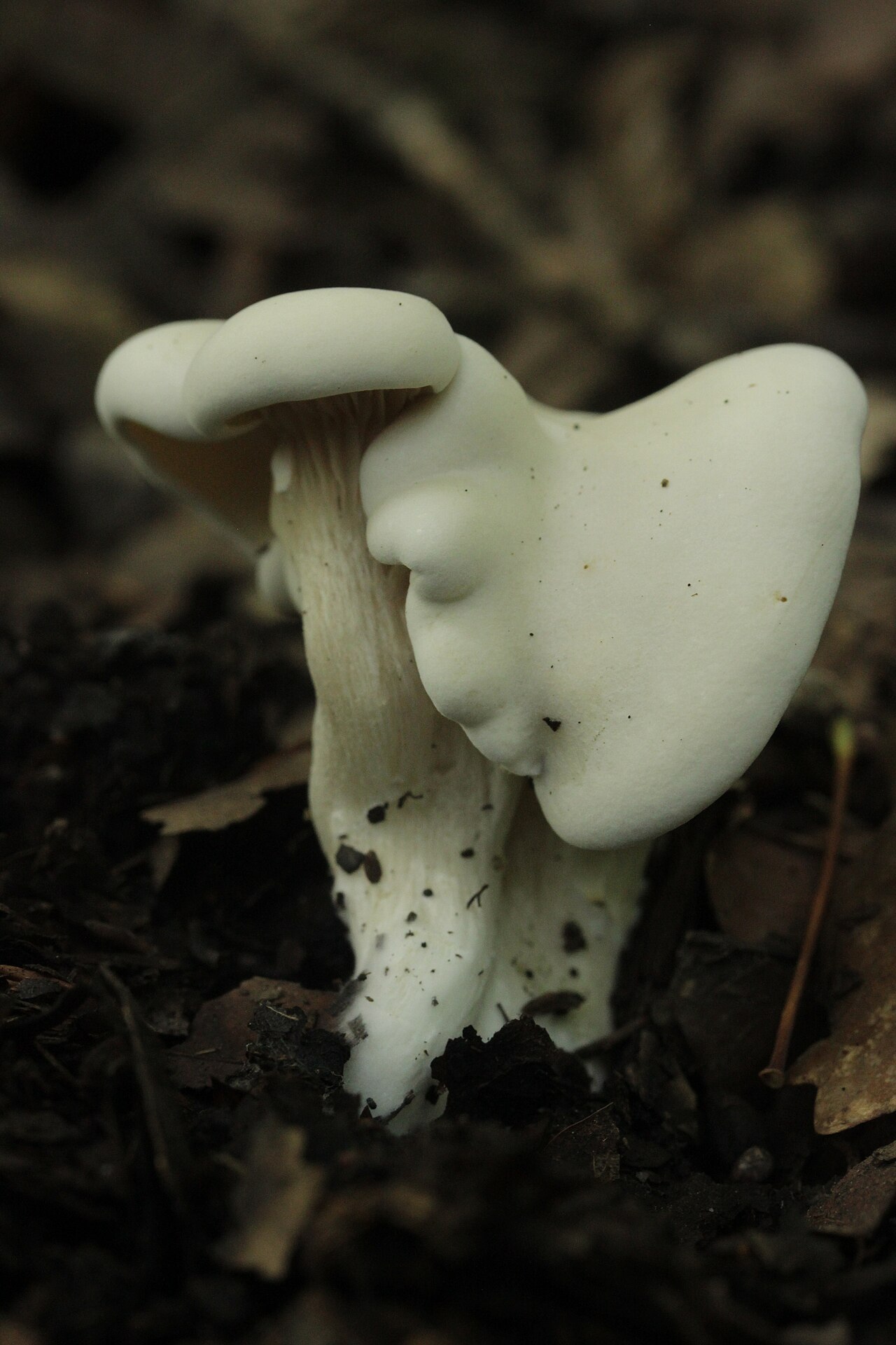 Mehl-Räsling