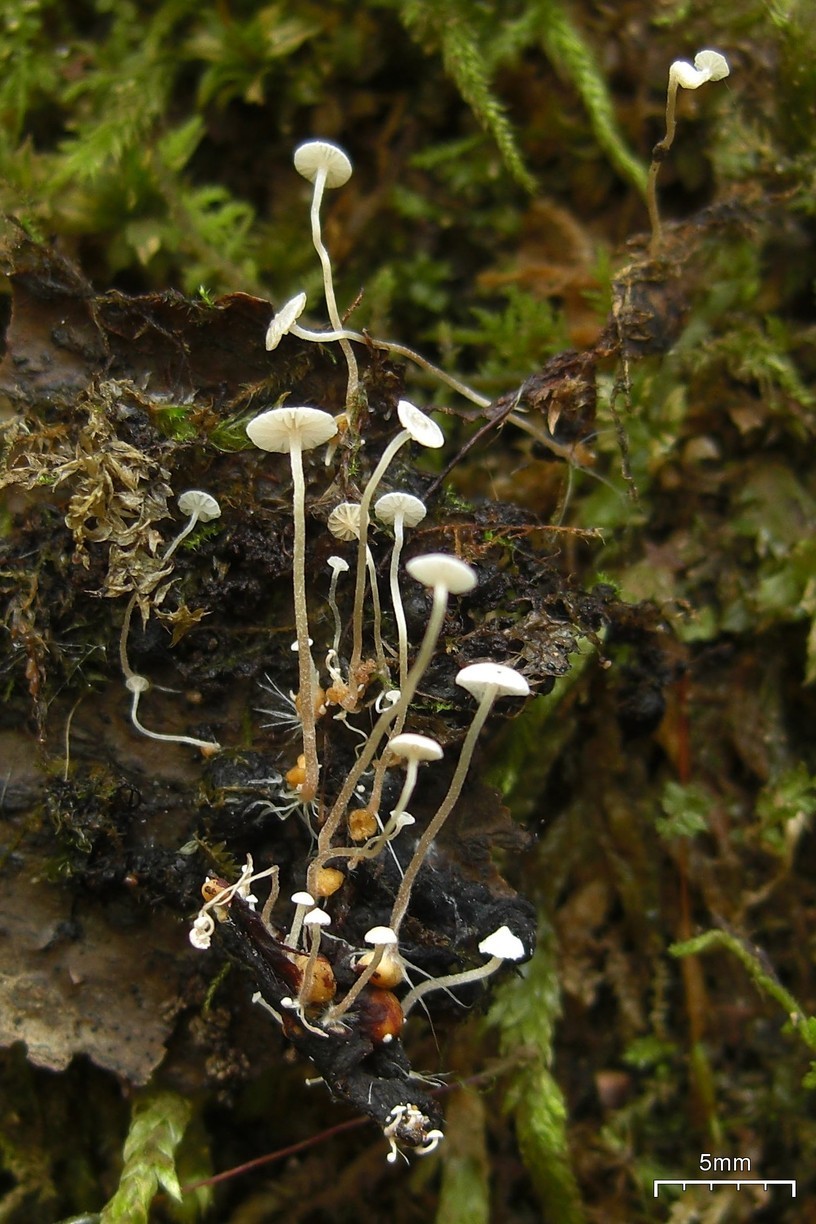 Gomoljava korenovka – Collybia tuberosa