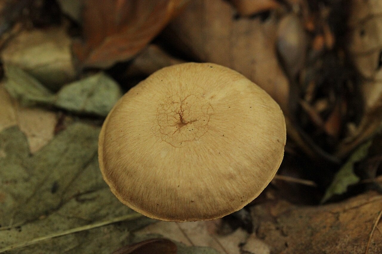 Brennender Rübling – Collybiopsis peronata