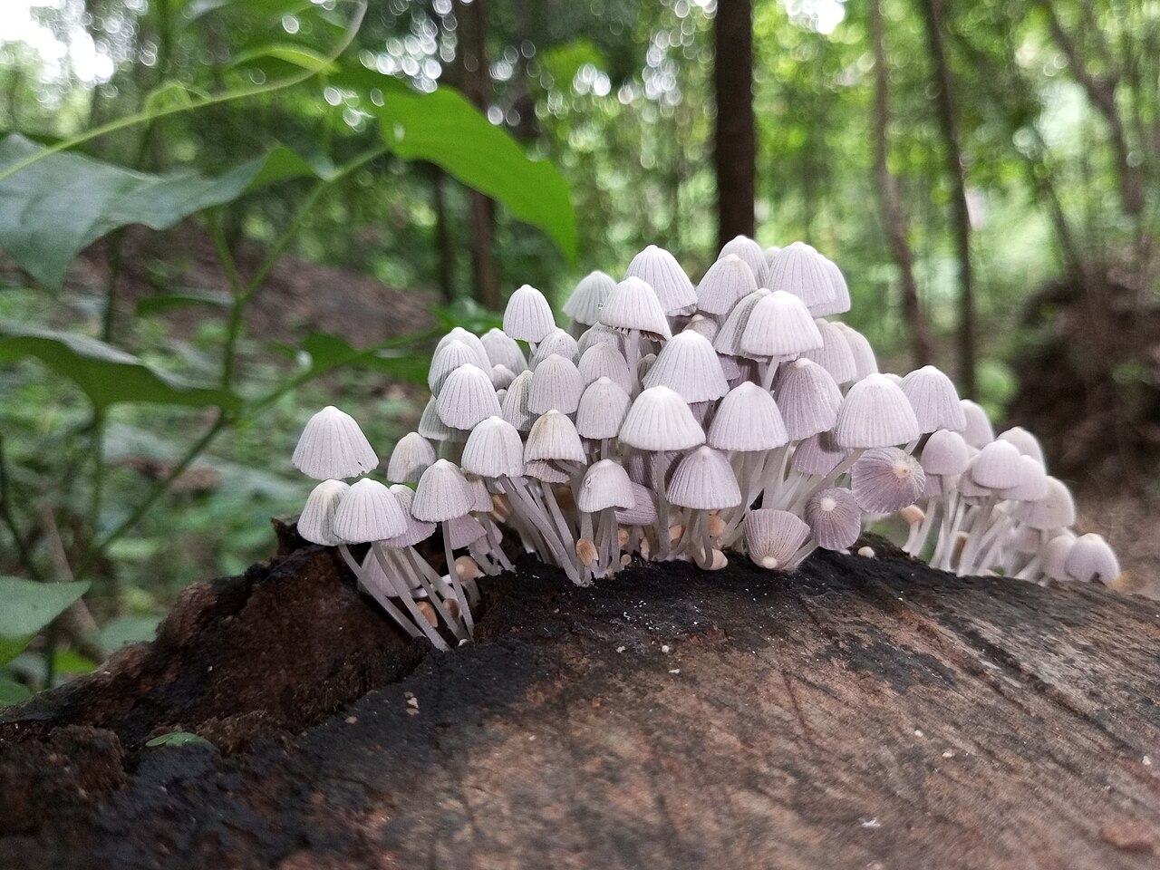 Gesäter Tintling – Coprinellus disseminatus