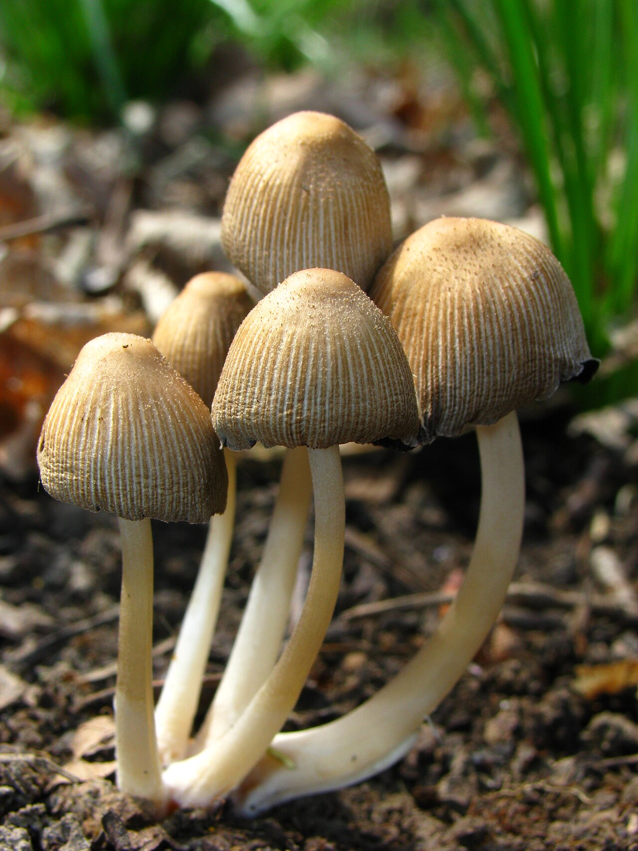 Bleščeča tintnica – Coprinellus micaceus