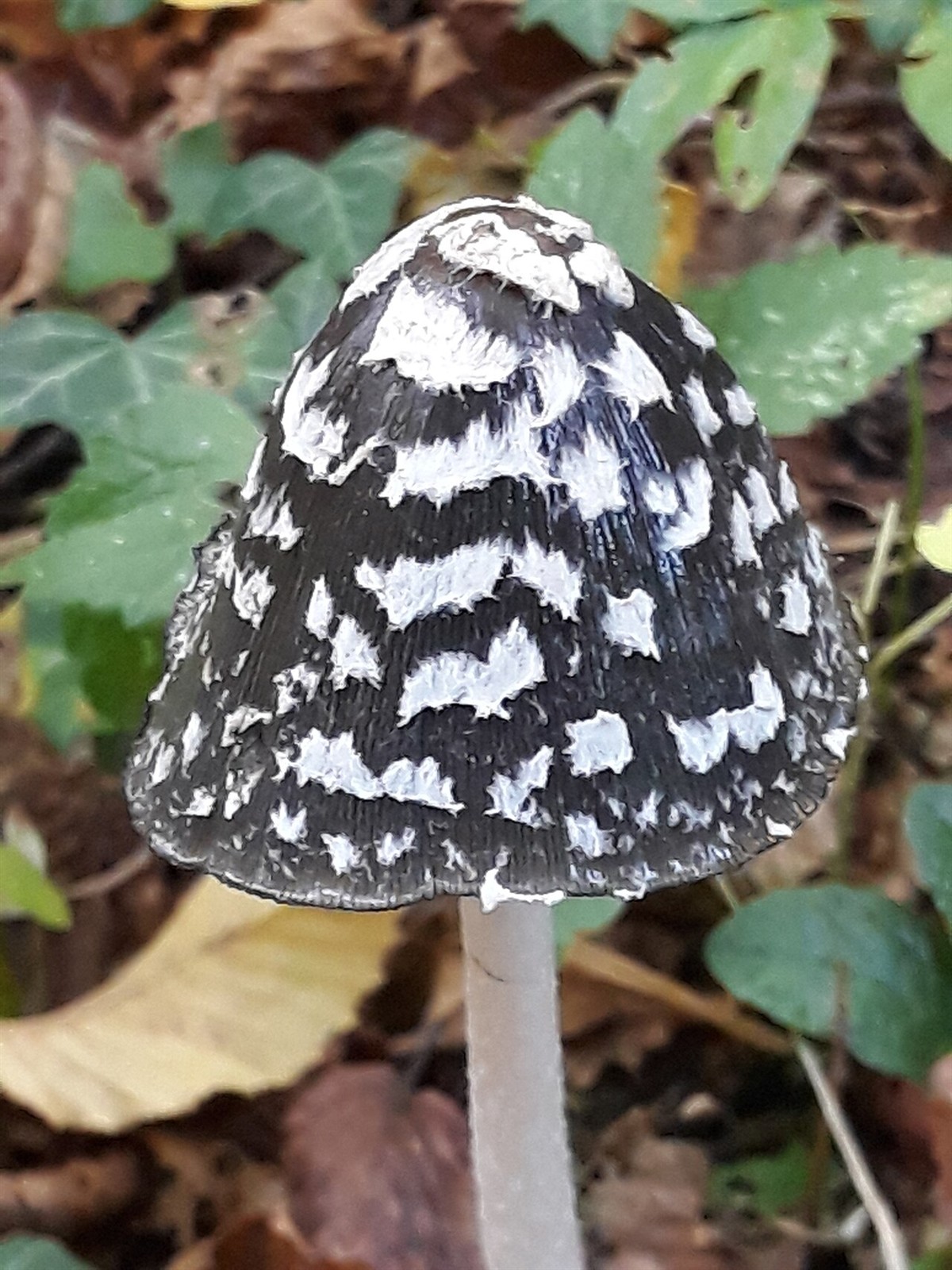 Spechttintling – Coprinopsis picacea