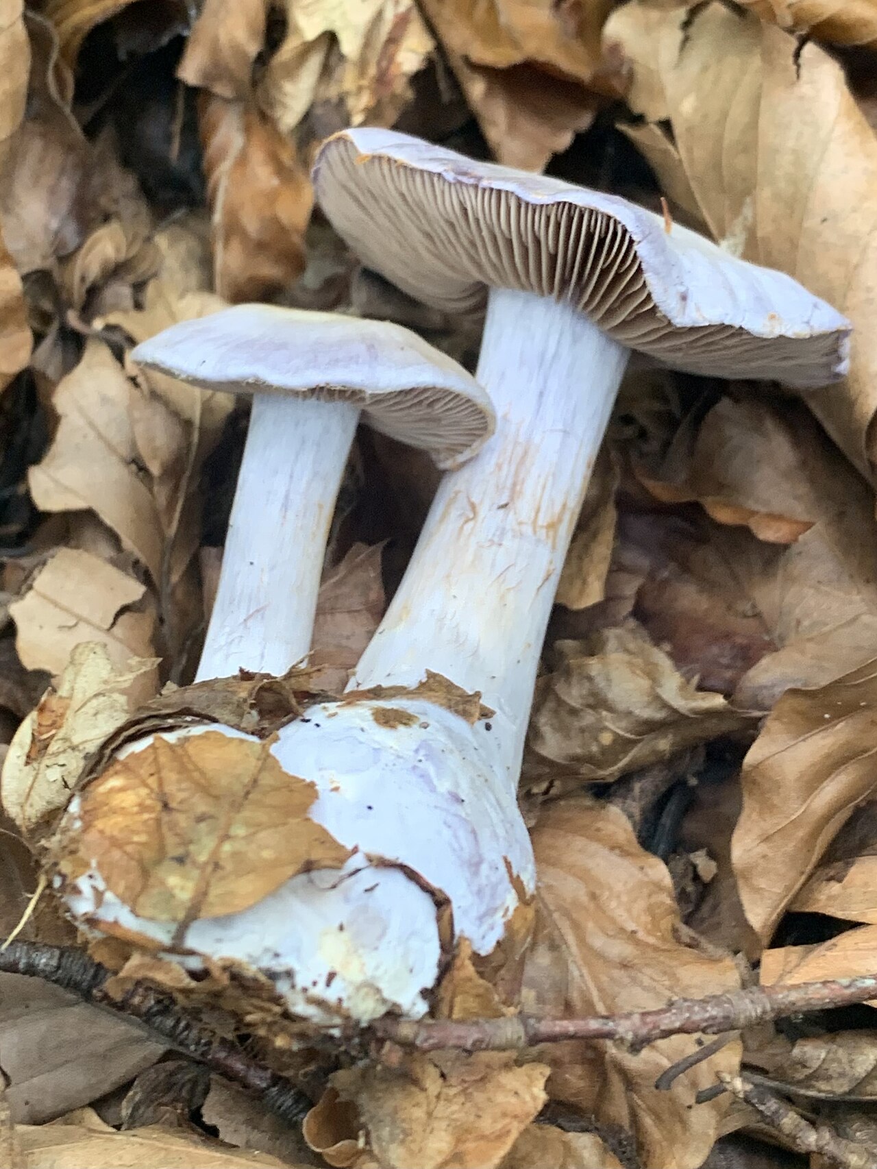 Pearly webcap – Cortinarius alboviolaceus