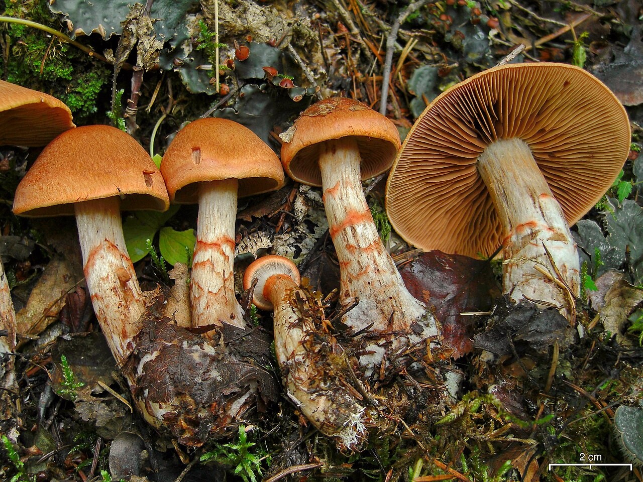 Red-banded webcap – Cortinarius armillatus