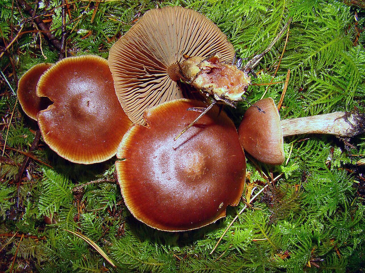 Rjava koprenka – Cortinarius brunneus