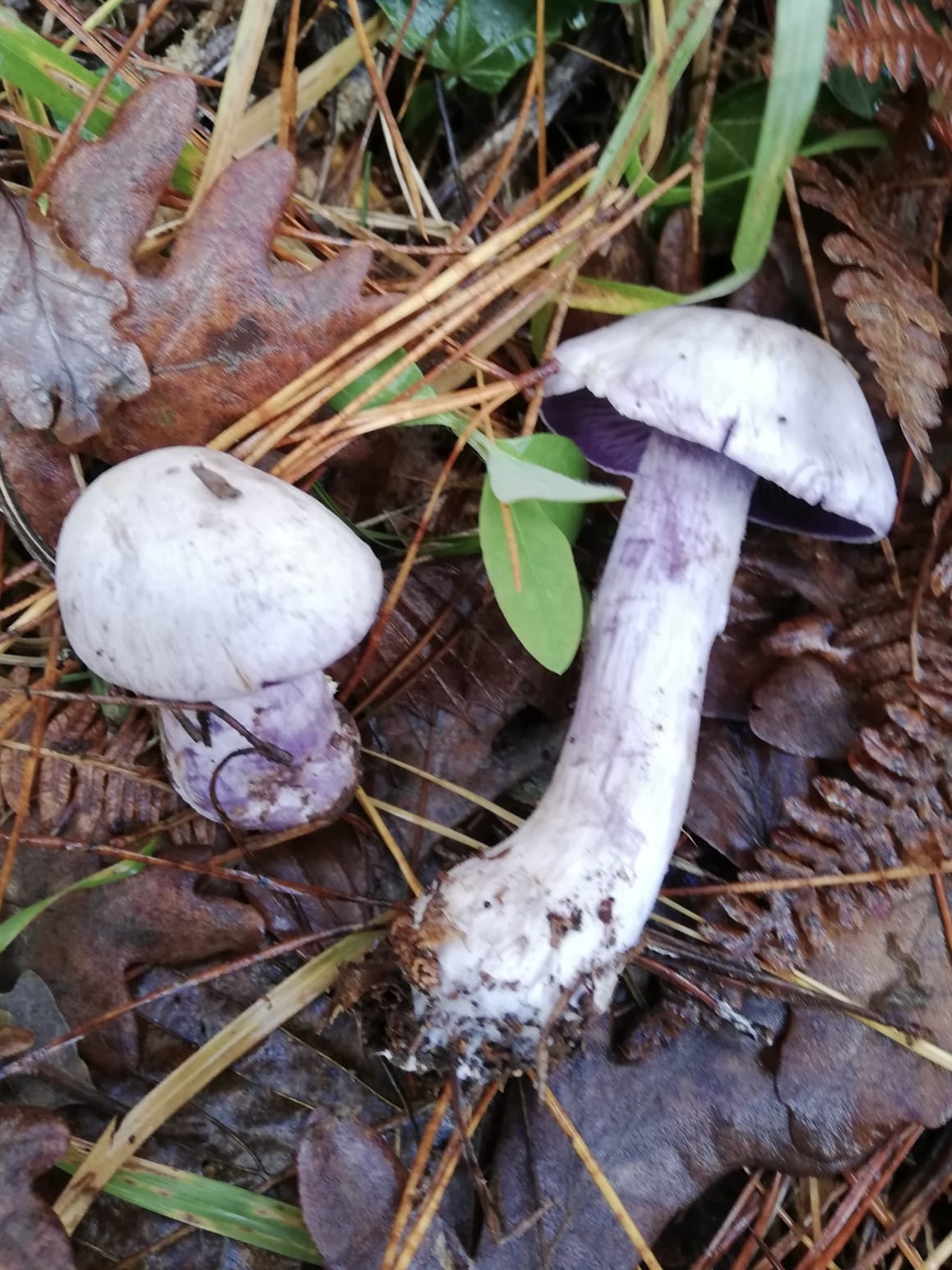 Bocks-Dickfuß – Cortinarius camphoratus