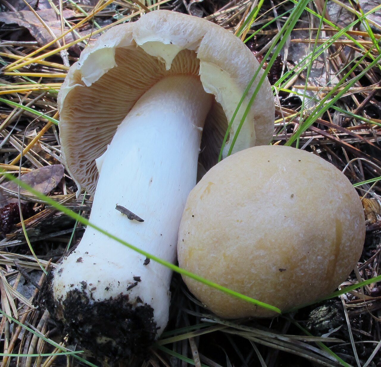 Reifpilz – Cortinarius caperatus