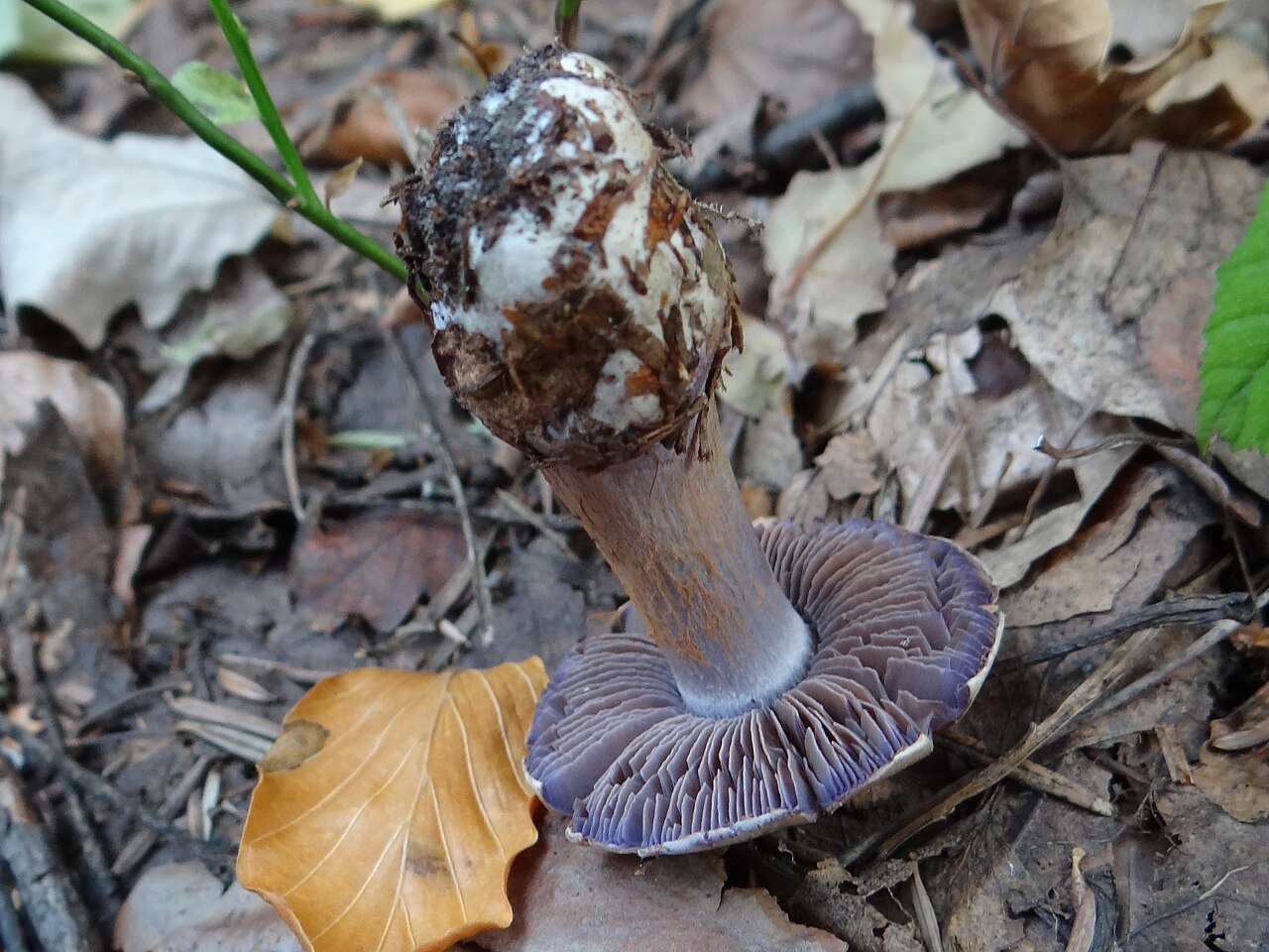 Cortinarius glaucopus – Cortinarius glaucopus