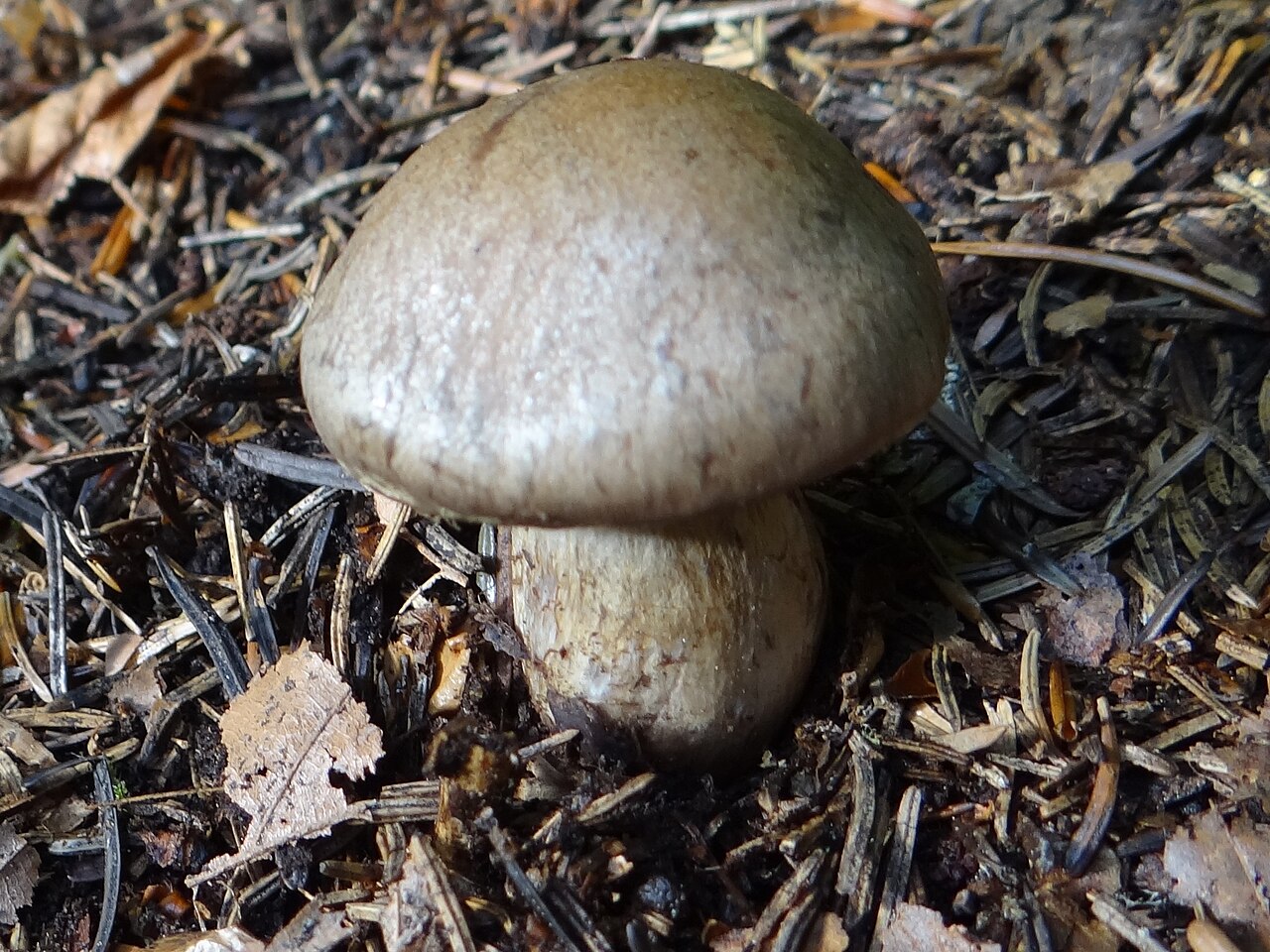 Bitter webcap – Cortinarius infractus